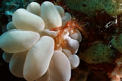 Raja Ampat 2016 - Achaeus japonicus or Oncinopus sp1 - Oranguton crab - Crabe orang outan - IMG_4636_rc